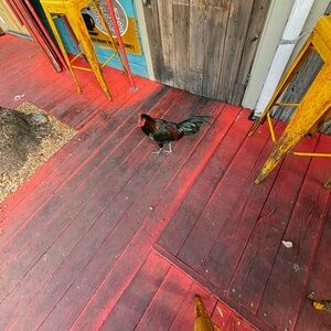 Meet your Posher, Laura